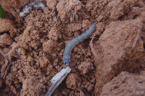 close-up de uma lagarta-rosca (provavelmente do gênero Agrotis) sobre um solo de textura argilosa e cor av