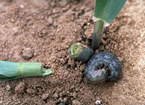 close-up de uma lagarta-rosca (Agrotis ipsilon) no solo, ao lado de uma plântula de milho que ela acabou de