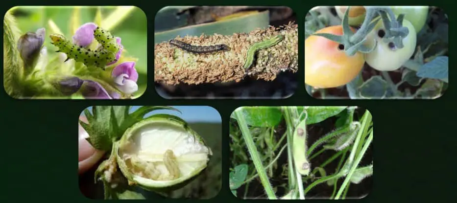 montagem composta por cinco fotografias que ilustram os danos causados por diferentes espécies de lagartas em