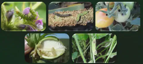 montagem composta por cinco fotografias que ilustram os danos causados por diferentes espécies de lagartas em