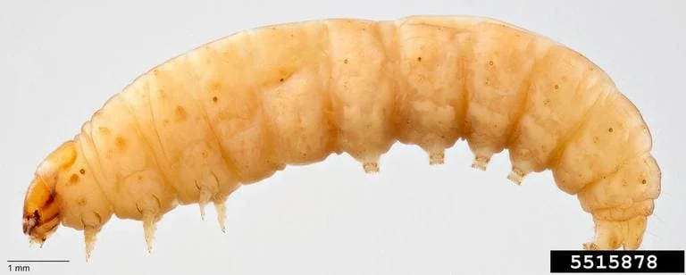 uma fotografia macro de alta resolução da larva da espécie Diabrotica virgifera virgifera, popularmente conh