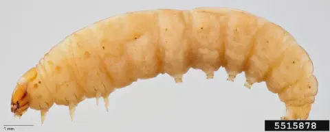 uma fotografia macro de alta resolução da larva da espécie *Diabrotica virgifera virgifera*, popularmente conh
