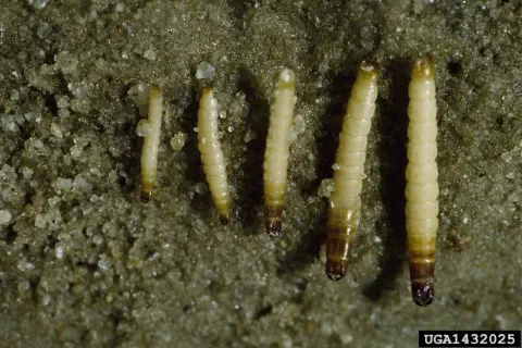 uma fotografia macro de cinco larvas da larva-alfinete (Diabrotica spp.), uma praga agrícola significativa, es