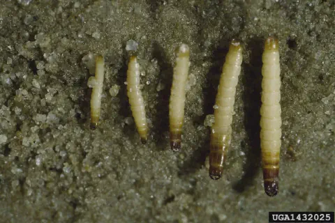uma fotografia macro de cinco larvas da larva-alfinete (Diabrotica spp.), uma praga agrícola significativa, es