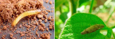 composição de duas fotografias que ilustram diferentes estágios de vida de uma praga agrícola comum, o elaterí