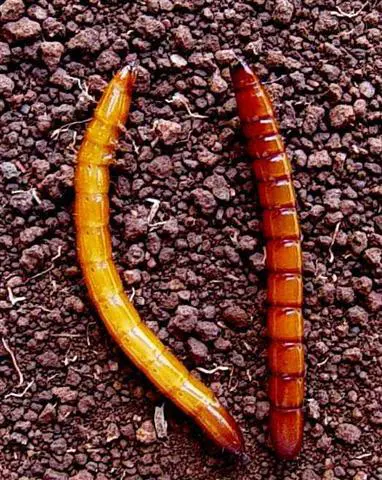 Larva-arame: Como identificar esta importante praga de solo close-up de duas larvas-arame (gênero Agriotes, família Elateridae) sobre um solo escuro e granulado. Uma l