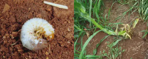 montagem de duas fotografias que ilustram a relação de causa e efeito de uma praga agrícola. À esquerda, um cl