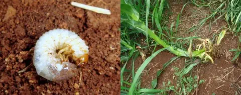 montagem de duas fotografias que ilustram a relação de causa e efeito de uma praga agrícola. À esquerda, um cl