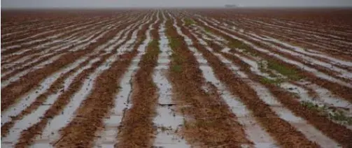 extensa área de lavoura recém-plantada sofrendo com alagamento devido ao excesso de chuvas. As linhas de