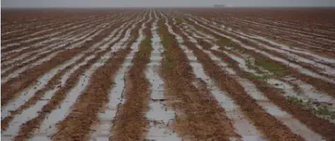 extensa área de lavoura recém-plantada sofrendo com alagamento devido ao excesso de chuvas. As linhas de