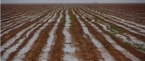 extensa área de lavoura recém-plantada sofrendo com alagamento devido ao excesso de chuvas. As linhas de