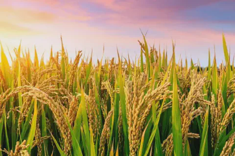 close-up de uma lavoura de arroz em ponto de colheita, banhada pela luz dourada de um pôr do sol ou nascer