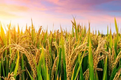 close-up de uma lavoura de arroz em ponto de colheita, banhada pela luz dourada de um pôr do sol ou nascer