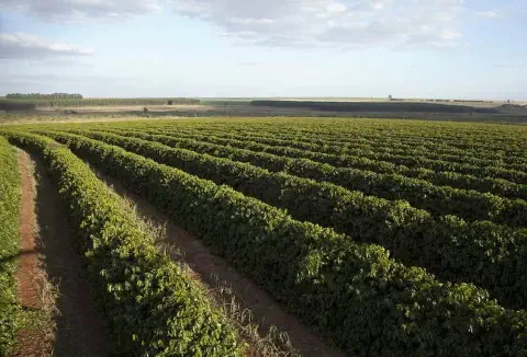 uma vasta lavoura de café, com os cafeeiros organizados em fileiras longas e paralelas que se estendem até o h