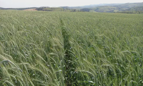 uma vasta lavoura de um cereal de inverno, provavelmente centeio ou trigo, em estágio de desenvolvimento. As p