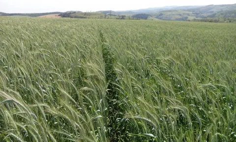 uma vasta lavoura de um cereal de inverno, provavelmente centeio ou trigo, em estágio de desenvolvimento. As p