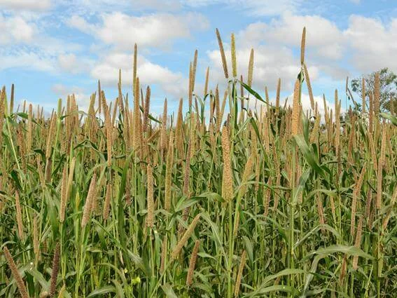 uma vasta e densa lavoura de milheto (Pennisetum glaucum) em um estágio avançado de desenvolvimento, provavelm