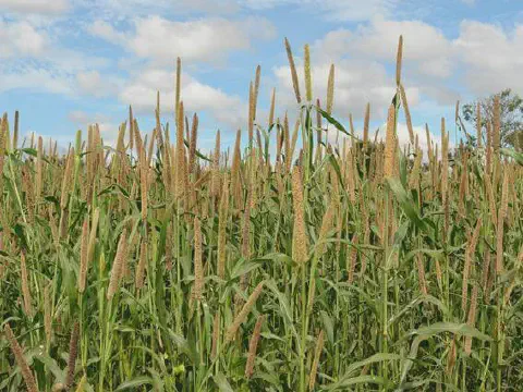 uma vasta e densa lavoura de milheto (Pennisetum glaucum) em um estágio avançado de desenvolvimento, provavelm