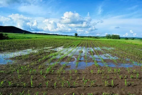 uma ampla lavoura de milho em estágio inicial de desenvolvimento, com as jovens plantas verdes organizadas em
