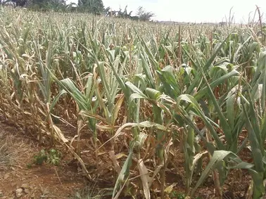 uma lavoura de milho em um estágio avançado de desenvolvimento, possivelmente próximo à maturação ou senescênc