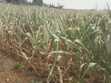 uma lavoura de milho em um estágio avançado de desenvolvimento, possivelmente próximo à maturação ou senescênc