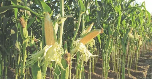 uma lavoura de milho em estágio avançado de maturação, pronta ou muito próxima da colheita. Em primeiro plano,