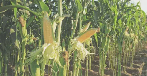 uma lavoura de milho em estágio avançado de maturação, pronta ou muito próxima da colheita. Em primeiro plano,