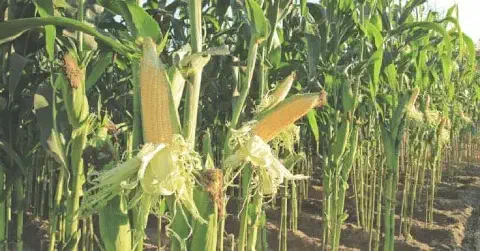 uma lavoura de milho em estágio avançado de maturação, pronta ou muito próxima da colheita. Em primeiro plano,