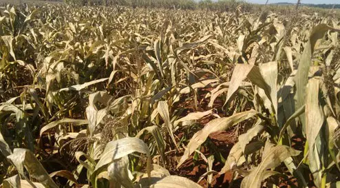 uma plantação de milho severamente afetada por condições climáticas adversas, provavelmente uma forte estiagem