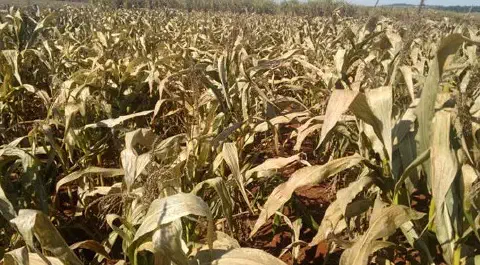 uma plantação de milho severamente afetada por condições climáticas adversas, provavelmente uma forte estiagem