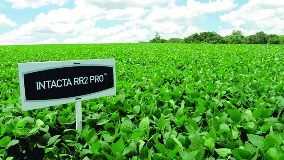 uma vasta e próspera lavoura de soja, com plantas de um verde vibrante que se estendem até o horizonte sob um