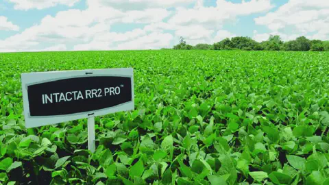 uma vasta e próspera lavoura de soja, com plantas de um verde vibrante que se estendem até o horizonte sob um