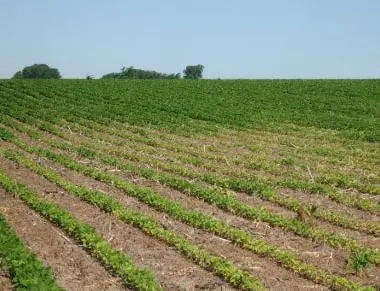 uma ampla lavoura em seus estágios iniciais de desenvolvimento, sob um céu azul claro e sem nuvens. As plantas