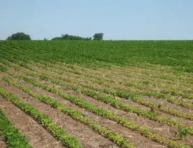 uma ampla lavoura em seus estágios iniciais de desenvolvimento, sob um céu azul claro e sem nuvens. As plantas