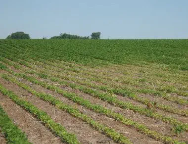 uma ampla lavoura em seus estágios iniciais de desenvolvimento, sob um céu azul claro e sem nuvens. As plantas