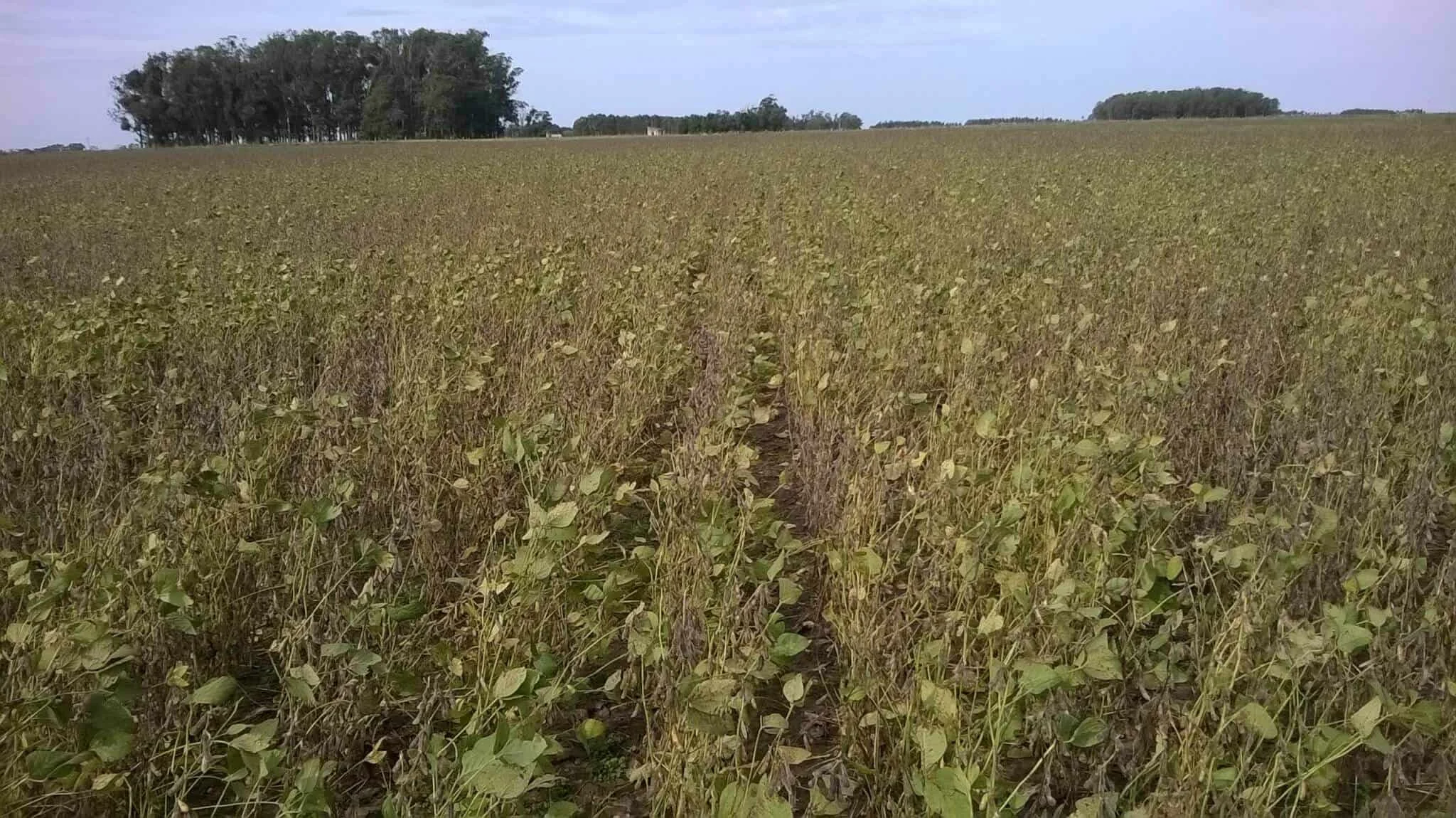 Lavoura de soja em ponto de colheita: manejo e desafios uma vasta lavoura de soja em estágio avançado de maturação, aproximando-se do ponto de colheita. As plantas ap