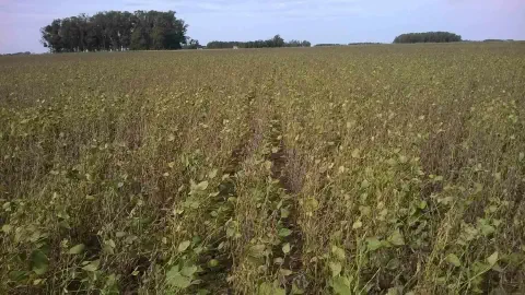 uma vasta lavoura de soja em estágio avançado de maturação, aproximando-se do ponto de colheita. As plantas ap