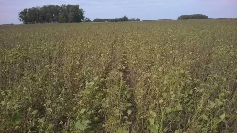 uma vasta lavoura de soja em estágio avançado de maturação, aproximando-se do ponto de colheita. As plantas ap