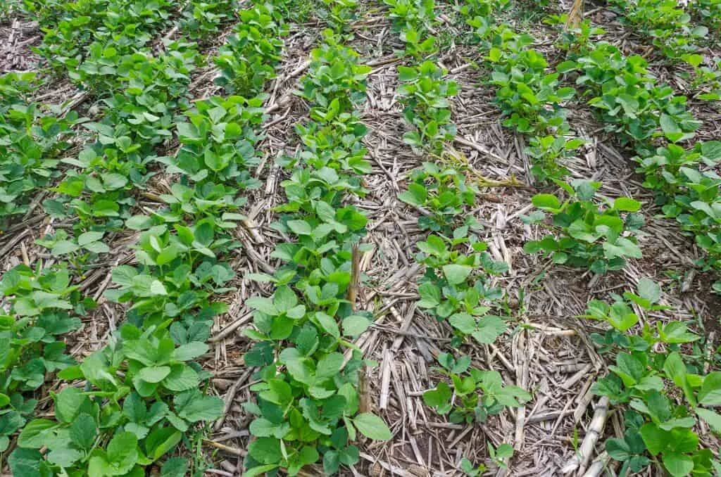 uma lavoura de soja em seu estágio inicial de desenvolvimento, cultivada sob o sistema de plantio direto. As j