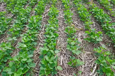 uma lavoura de soja em seu estágio inicial de desenvolvimento, cultivada sob o sistema de plantio direto. As j