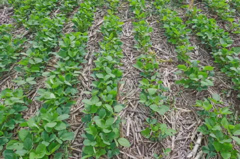 uma lavoura de soja em seu estágio inicial de desenvolvimento, cultivada sob o sistema de plantio direto. As j