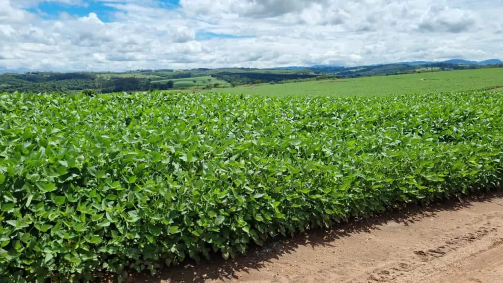 uma vasta e próspera lavoura de soja em primeiro plano, com plantas verdes e viçosas que se estendem por um ca