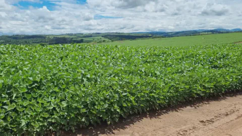 uma vasta e próspera lavoura de soja em primeiro plano, com plantas verdes e viçosas que se estendem por um ca