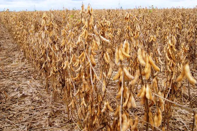 uma vasta lavoura de soja em seu estágio final de maturação, pronta para a colheita. As plantas, dispostas em
