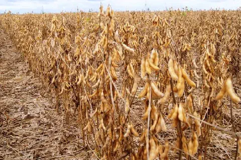 uma vasta lavoura de soja em seu estágio final de maturação, pronta para a colheita. As plantas, dispostas em