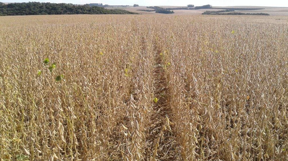 Lavoura de Soja Pronta para a Colheita: Gestão e Lucro uma extensa lavoura de soja em seu ponto de maturação, pronta para a colheita. As plantas apresentam uma color