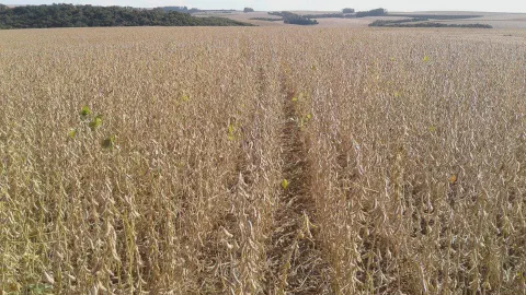 uma extensa lavoura de soja em seu ponto de maturação, pronta para a colheita. As plantas apresentam uma color