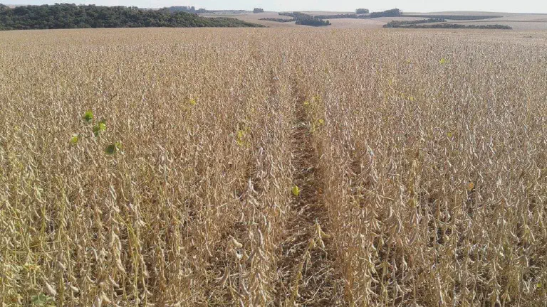 Lavoura de Soja Pronta para a Colheita: Gestão e Lucro uma extensa lavoura de soja em seu ponto de maturação, pronta para a colheita. As plantas apresentam uma color