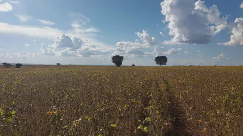 uma vasta lavoura de soja em seu estágio final de maturação, pronta para a colheita. O campo se estende até o