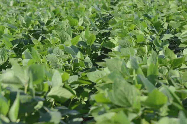 Lavoura de Soja Saudável: Manejo no Estágio Vegetativo close-up de uma lavoura de soja em pleno estágio de desenvolvimento vegetativo. As plantas, com suas folhas